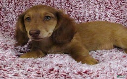 Miniature Dachshund dogs for sale: Odie -akc - Image 4