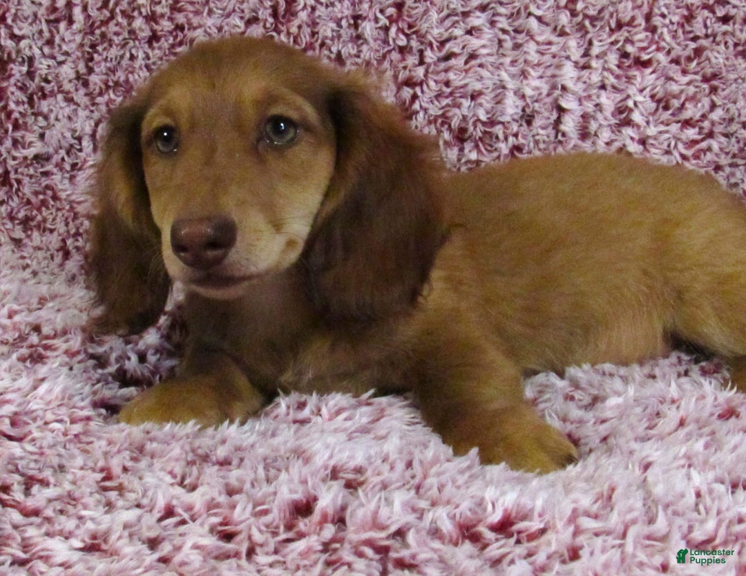Miniature Dachshund dogs for sale: Odie -akc - Image 4