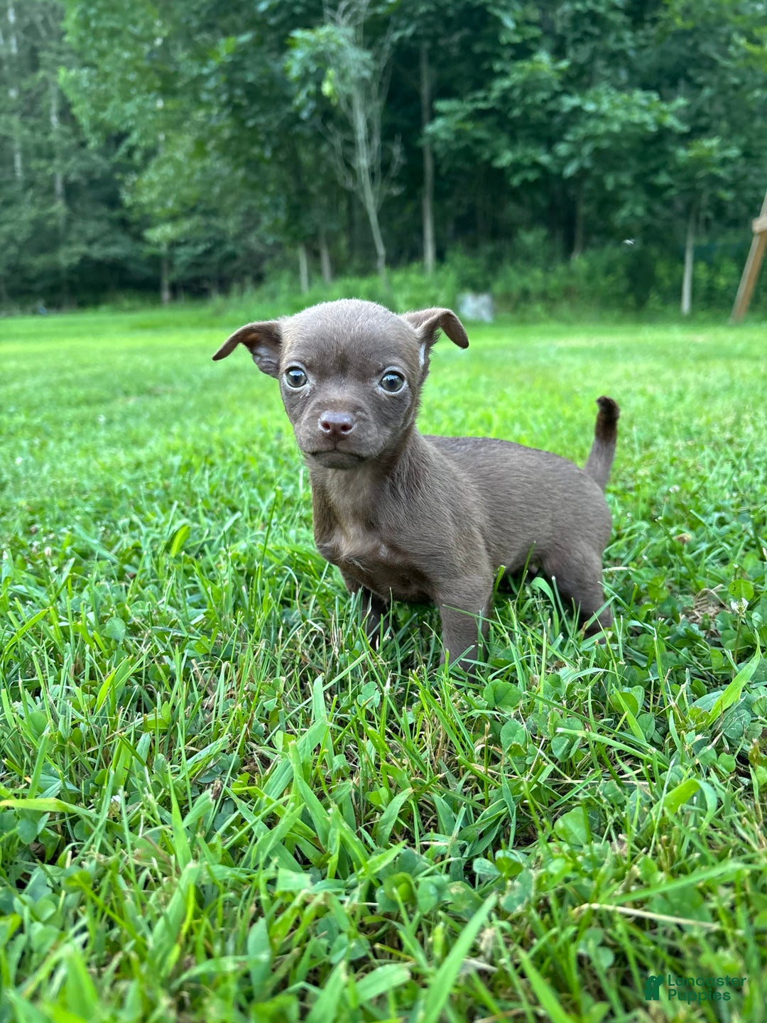 Chihuahua dogs for sale: Genny - Image 2