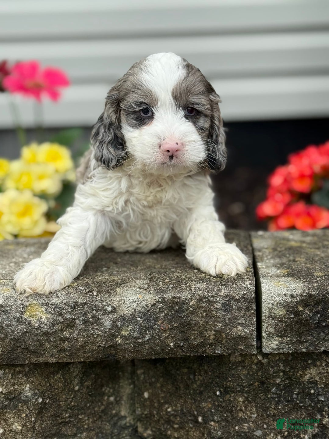 Cockapoo dogs for sale: Charlie - Image 2