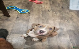 American Bully dogs for sale: Socks - Image 85