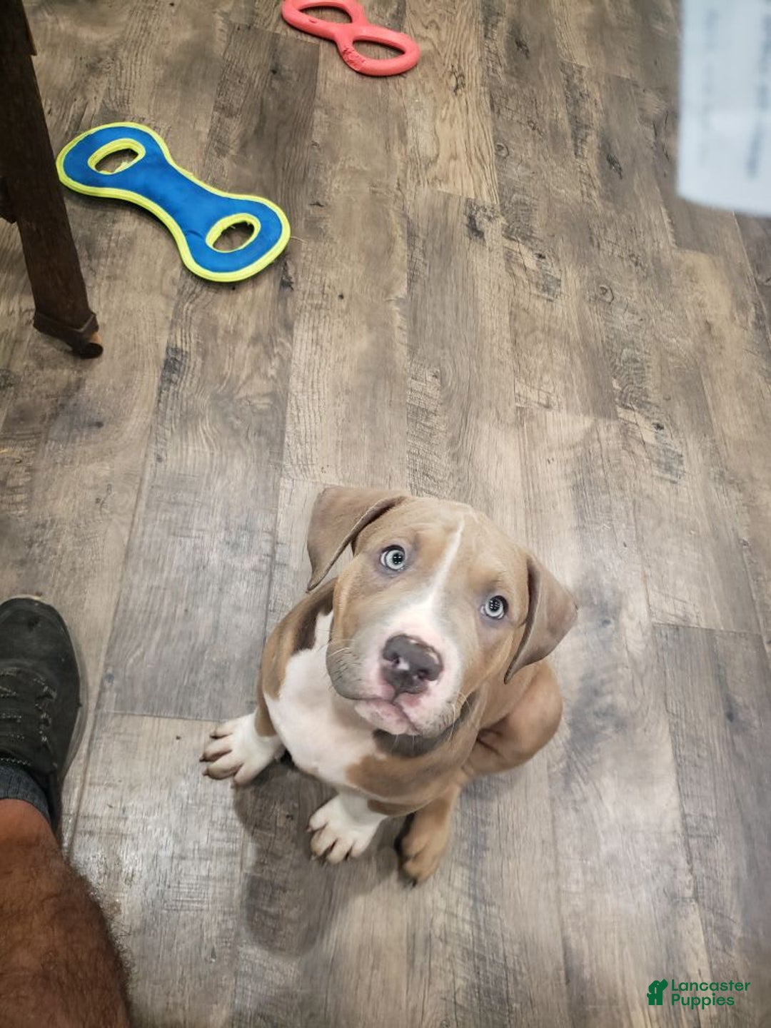 American Bully dogs for sale: Socks - Image 85