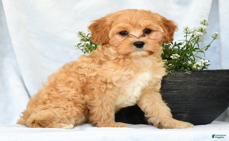 Cavapoo dogs for sale - Ad 2