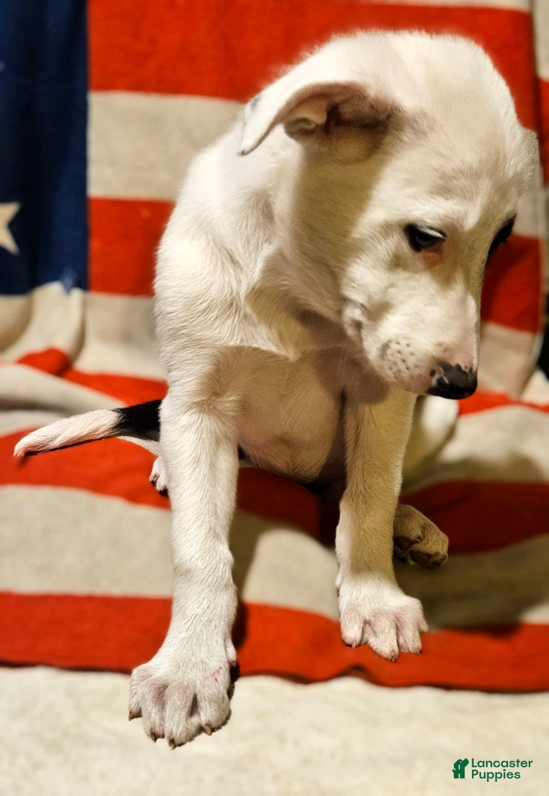 Border Collie dogs for sale: Bambi - Image 20