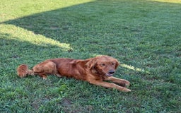 Golden Retriever dogs for sale: Treasure - Image 12