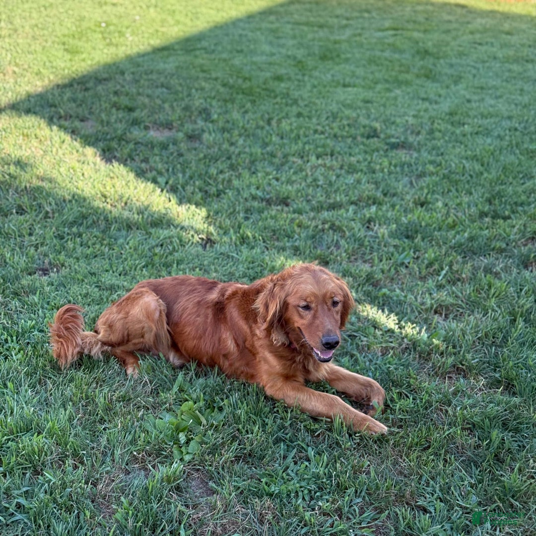 Golden Retriever dogs for sale: Treasure - Image 12