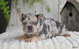 French Bulldog dogs for sale: French Bulldog 8 puppies - Image 5