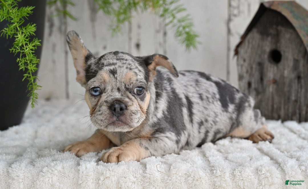French Bulldog dogs for sale: French Bulldog 8 puppies - Image 5