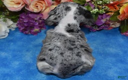 Cocker Spaniel dogs for sale: Tuckerbluetanpartimerlespeckleblueeyecockerpup - Image 14