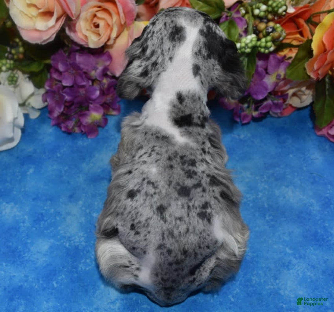 Cocker Spaniel dogs for sale: Tuckerbluetanpartimerlespeckleblueeyecockerpup - Image 14