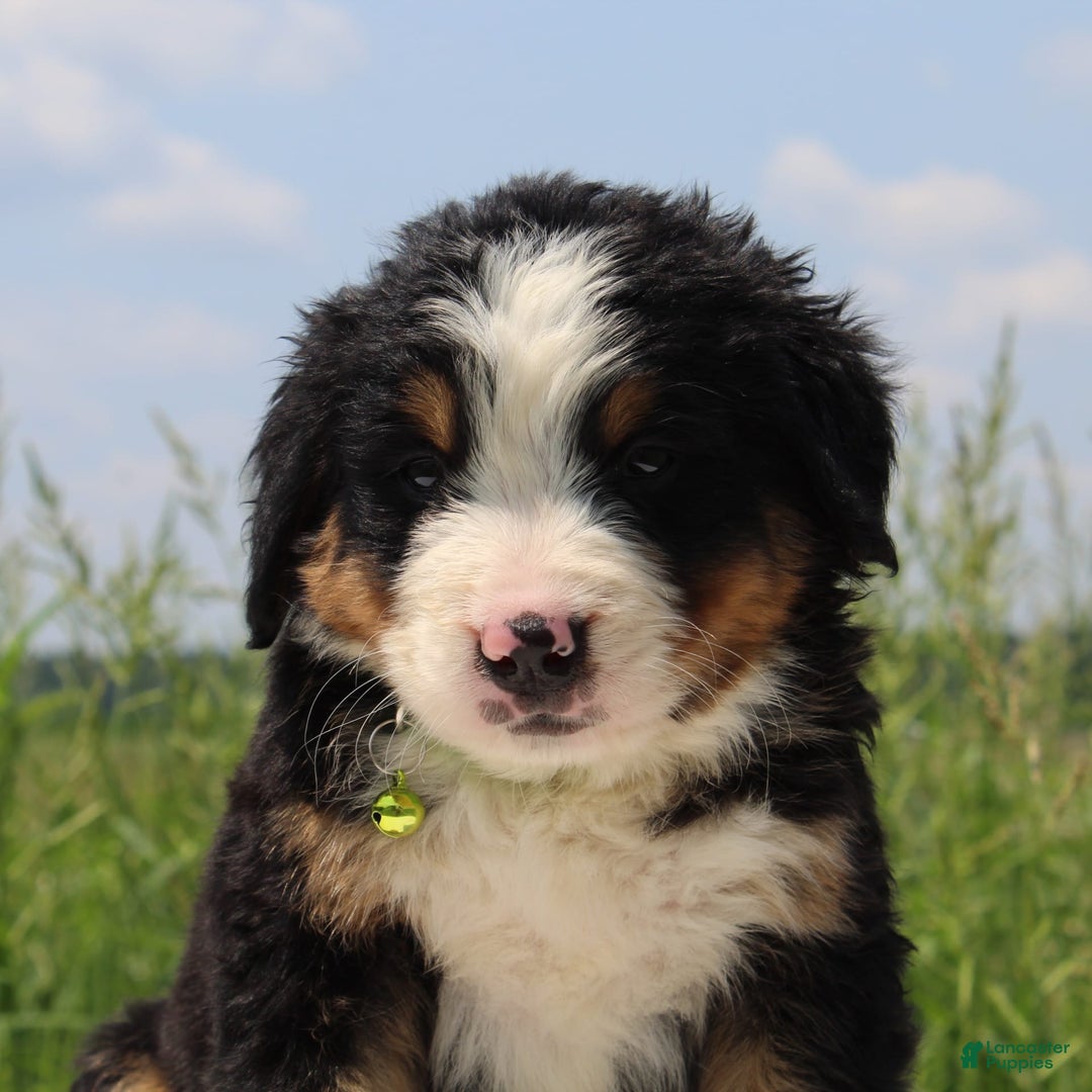 Bernese Mountain Dog dogs for sale: Winnie - Image 1