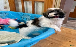 Havanese dogs for sale: Jesse - Image 12