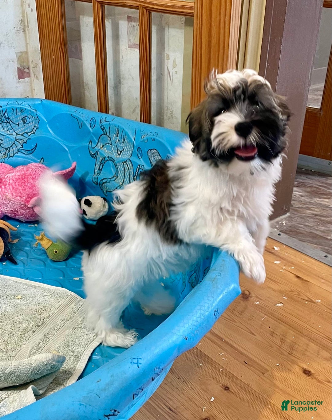 Havanese dogs for sale: Jesse - Image 12