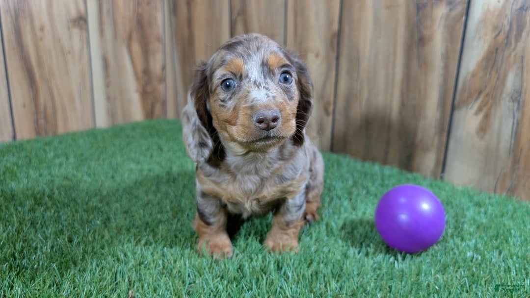 Miniature Dachshund dogs for sale: Petunia - Image 5