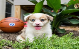 Welsh Corgi Pembroke dogs for sale: Chief - Image 3