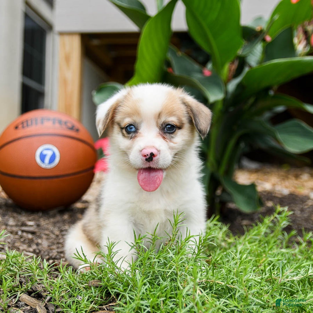 Welsh Corgi Pembroke dogs for sale: Chief - Image 3