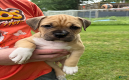 American Pit Bull Terrier dogs for sale: Pincess - Image 27