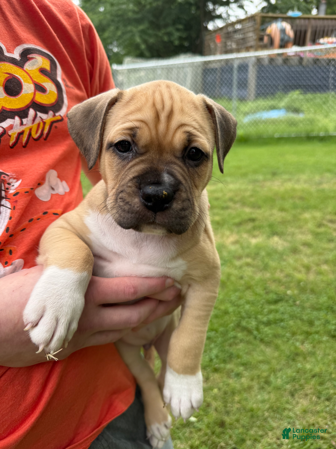 American Pit Bull Terrier dogs for sale: Pincess - Image 27