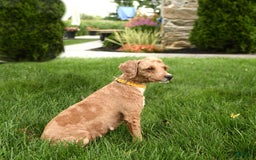Mini Goldendoodle dogs for sale: Callie - Image 6