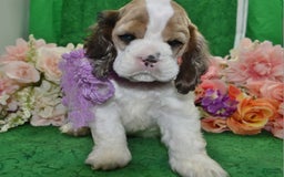 Cocker Spaniel dogs for sale: Akcarielsablepartimerleblueeyescockerpuppy - Image 8