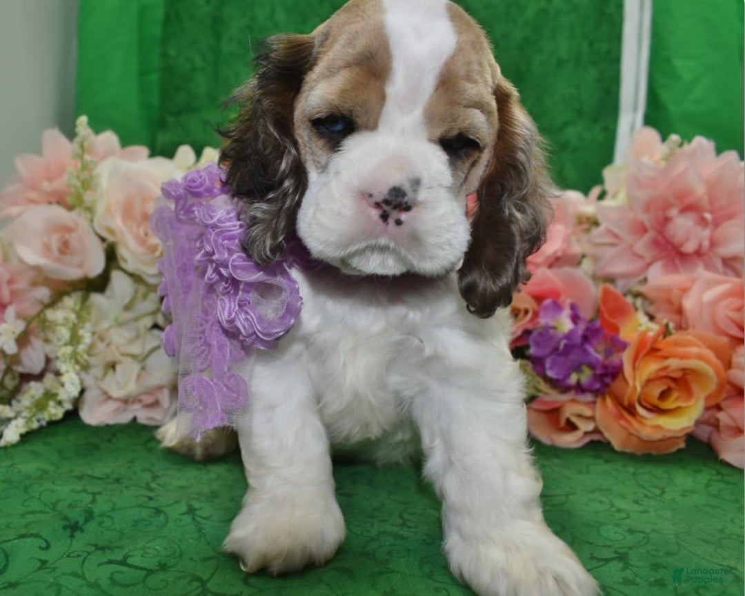 Cocker Spaniel dogs for sale: Akcarielsablepartimerleblueeyescockerpuppy - Image 8