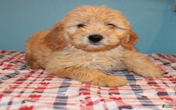 Mini Goldendoodle dogs for sale: May Mini - Image 6