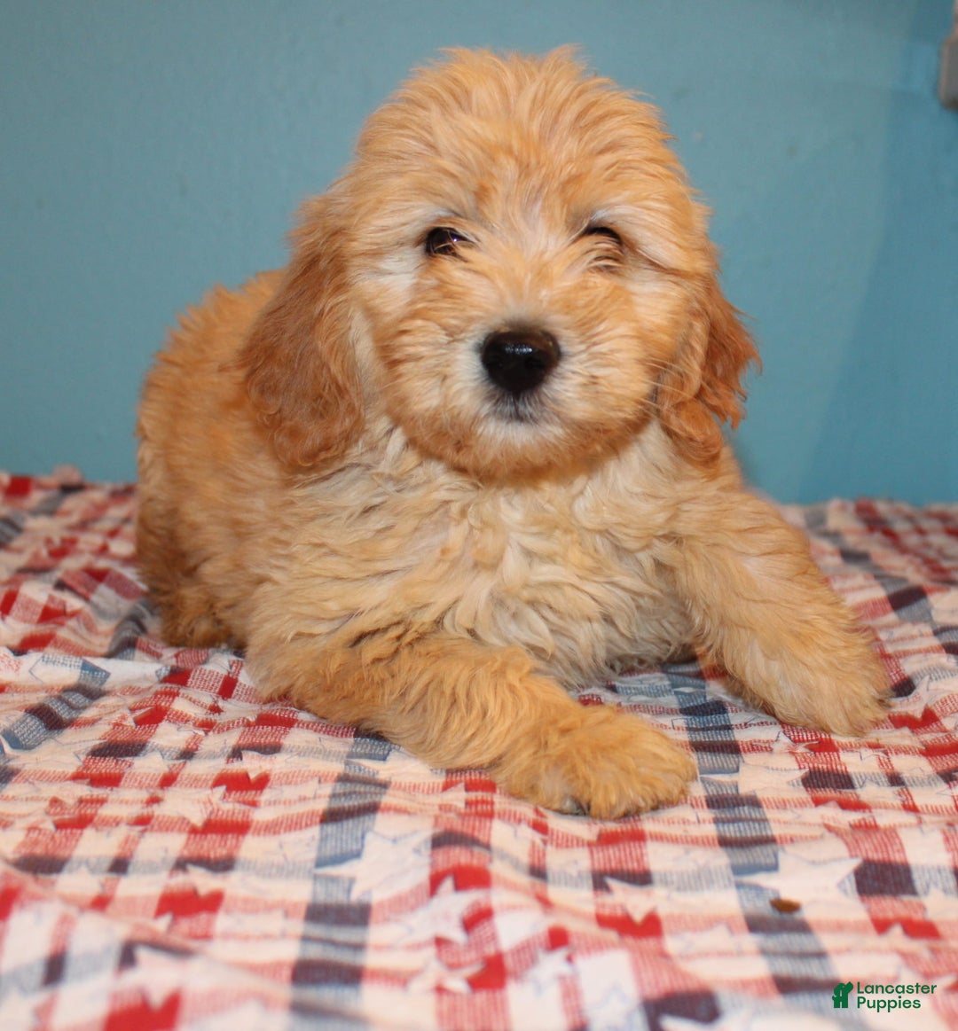 Mini Goldendoodle dogs for sale: May Mini - Image 6