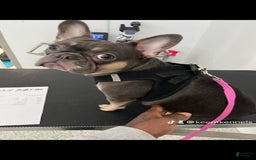 French Bulldog dogs for sale: Kane - Image 6