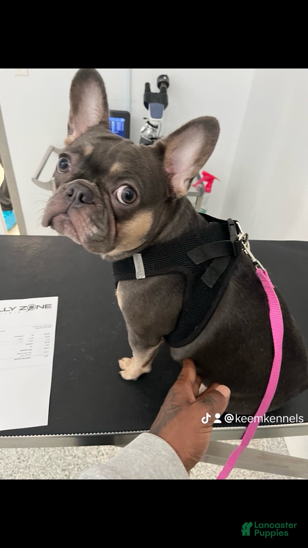 French Bulldog dogs for sale: Kane - Image 6