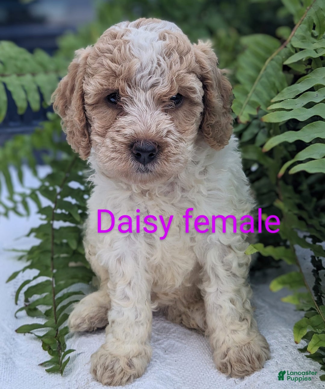 Mini Goldendoodle dogs for sale: Daisy - Image 1