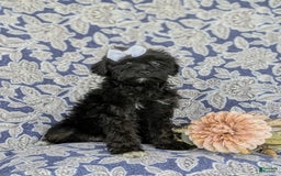 Morkie dogs for sale: Zoie Hypoallergenic - Image 10