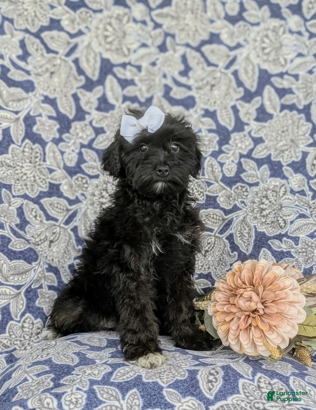 Morkie dogs for sale: Zoie Hypoallergenic - Image 10