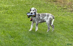 Great Dane dogs for sale: Heather - Image 2
