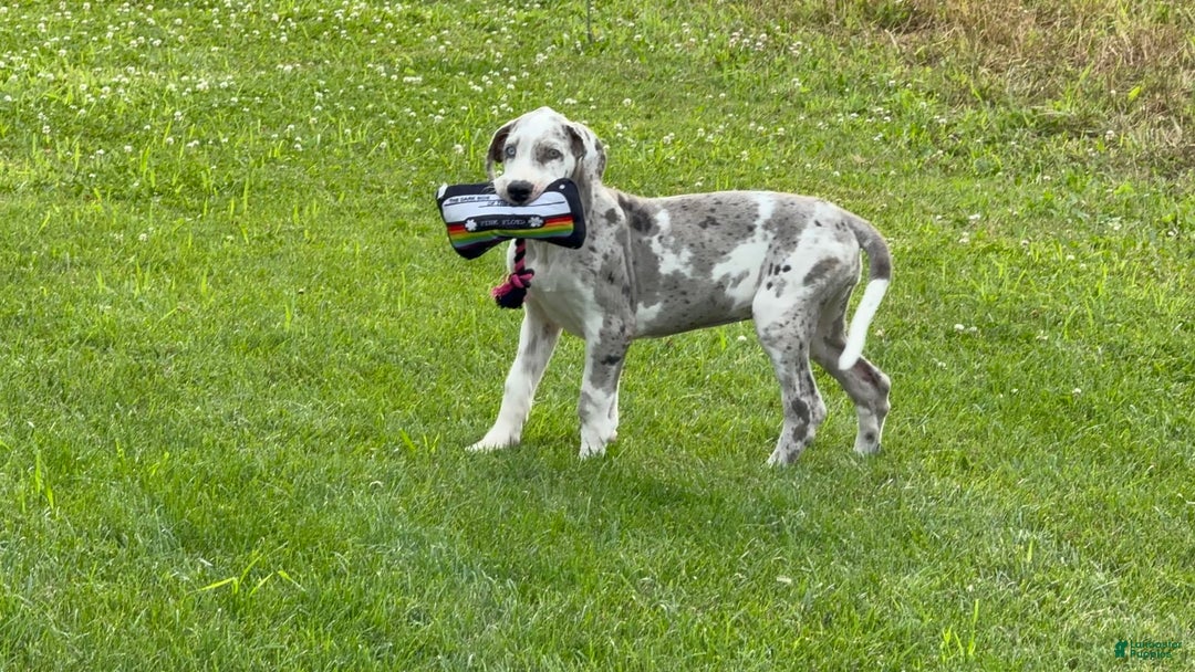 Great Dane dogs for sale: Heather - Image 2
