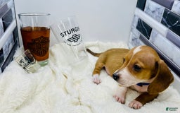 Miniature Dachshund dogs for sale: Jasper - Image 13