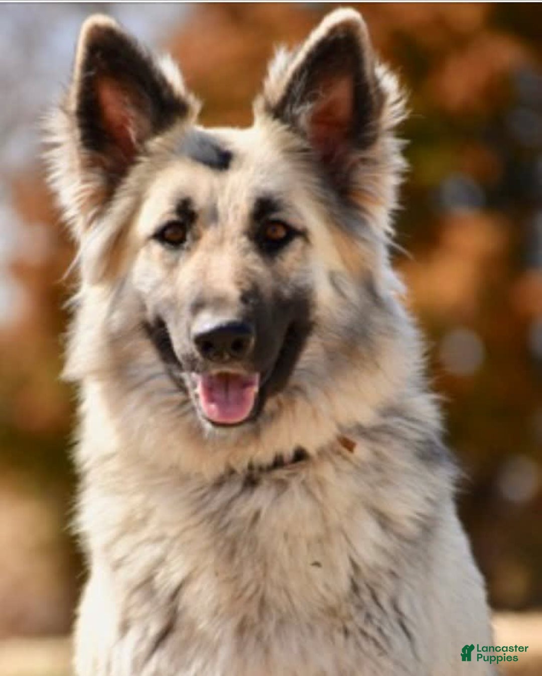 German Shepherd dogs for sale: Female - Image 4