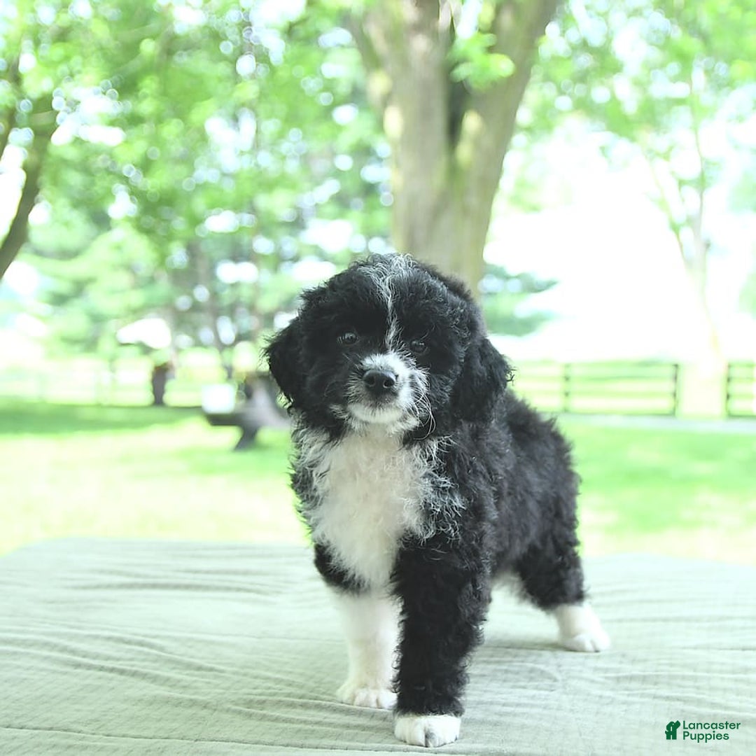 Mini Aussiedoodle dogs for sale: Wade - Image 4