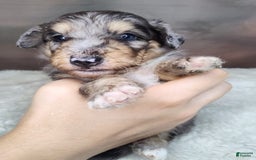 Shetland Sheepdog dogs for sale: Orbit - Image 6