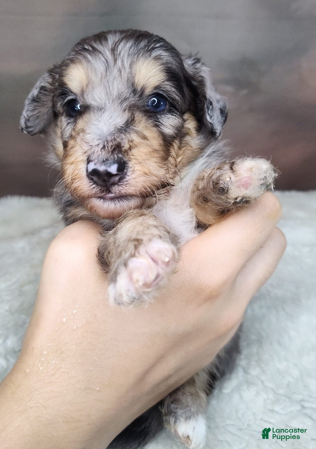 Shetland Sheepdog dogs for sale: Orbit - Image 6