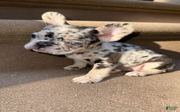 French Bulldog dogs for sale: Chloe🌸 - Image 4