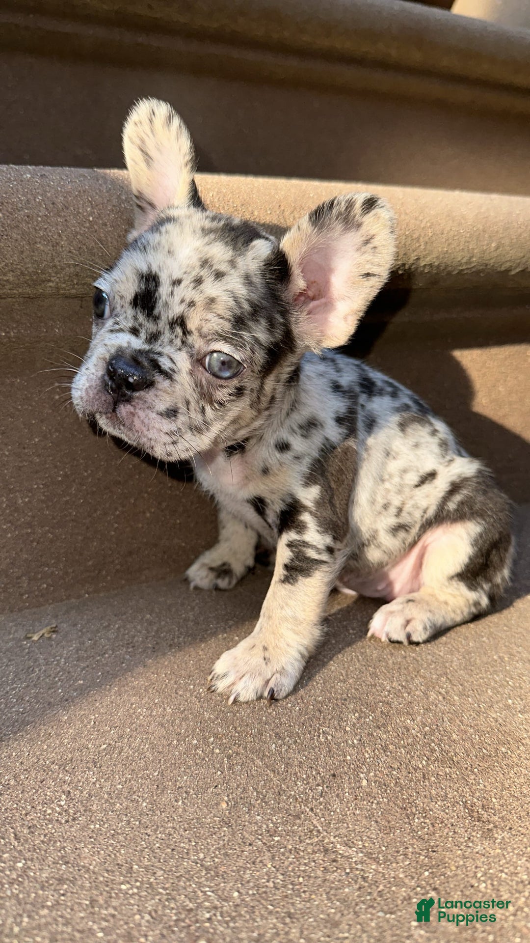 French Bulldog dogs for sale: Chloe🌸 - Image 4