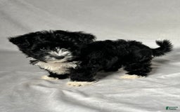 Yochon dogs for sale: Zoey - Image 3