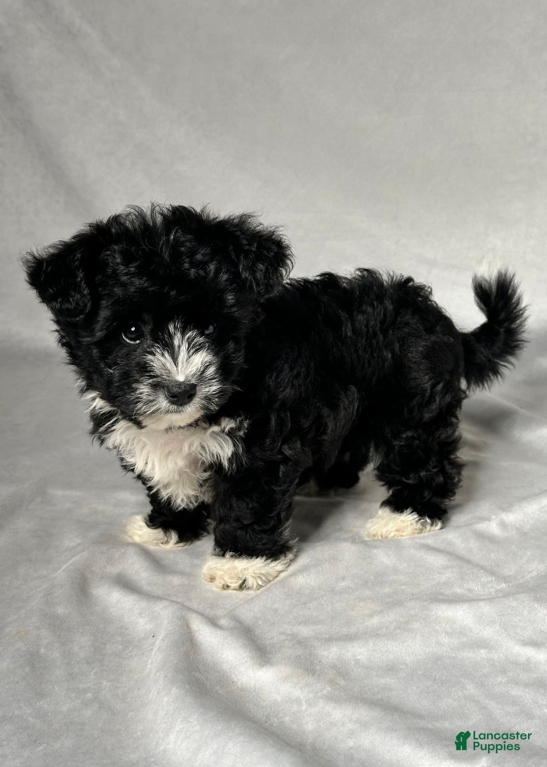 Yochon dogs for sale: Zoey - Image 3