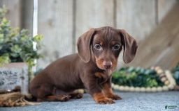 Miniature Dachshund dogs for sale: Dozer - Image 2
