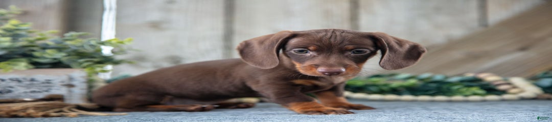 Dozer