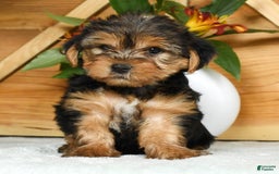 Yorkshire Terrier dogs for sale: Lucky - Image 8
