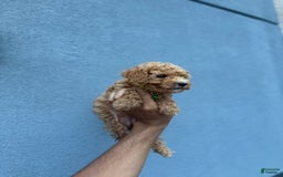 Toy Poodle dogs for sale: Carl - Image 1