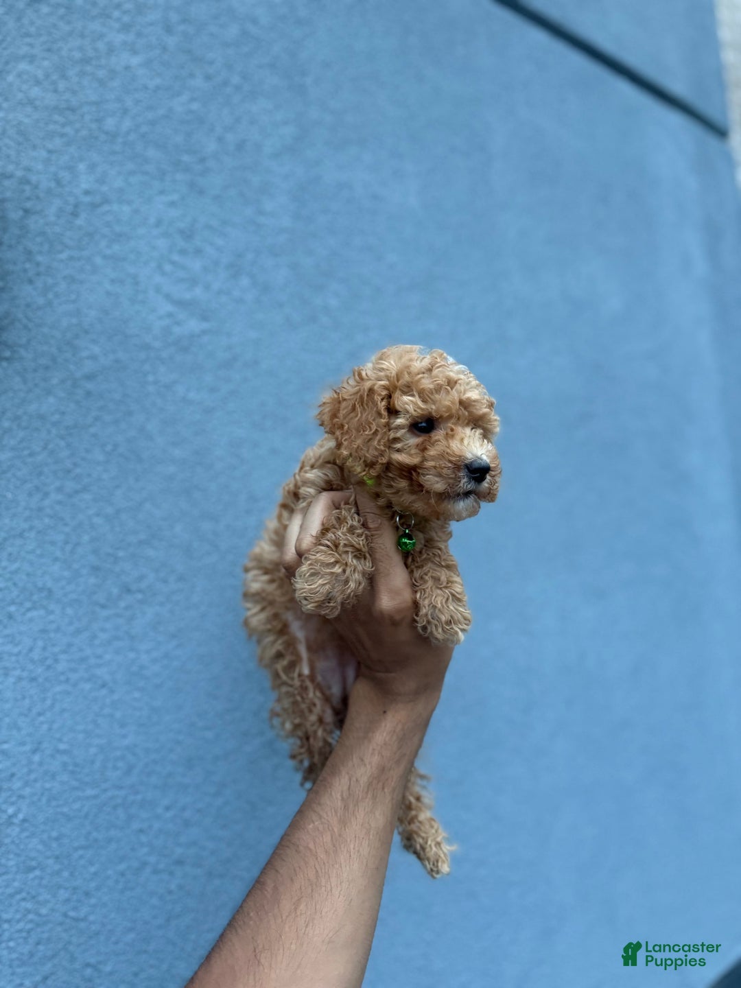 Toy Poodle dogs for sale: Carl - Image 1
