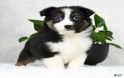 Australian Shepherd dogs for sale: Beulah - Image 9