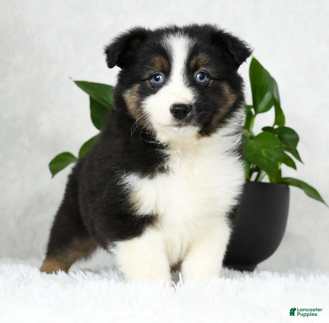 Australian Shepherd dogs for sale: Beulah - Image 9